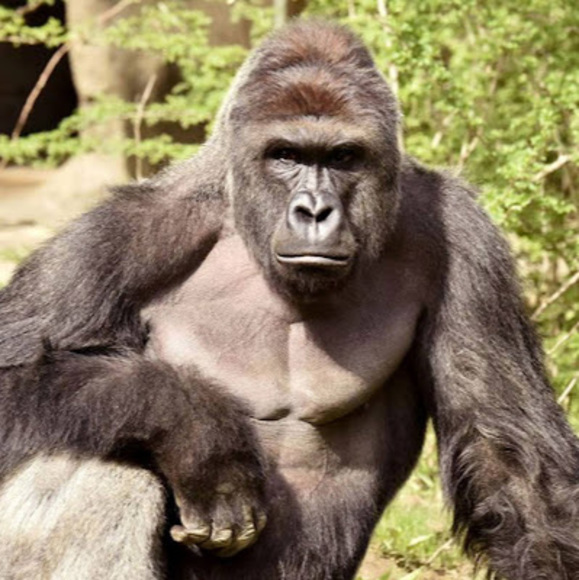 Meet your Posher, Lorence - Picture 1 of 1